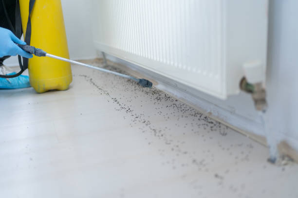 Best Wasp Removal Services  in Wildwood Crest, NJ